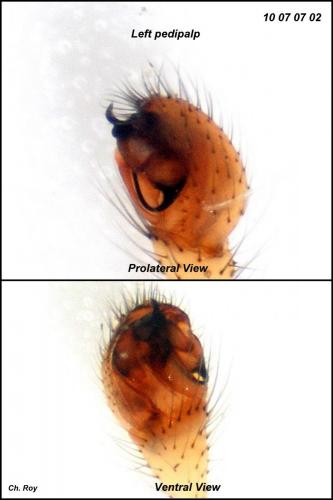 Enoplognatha latimana