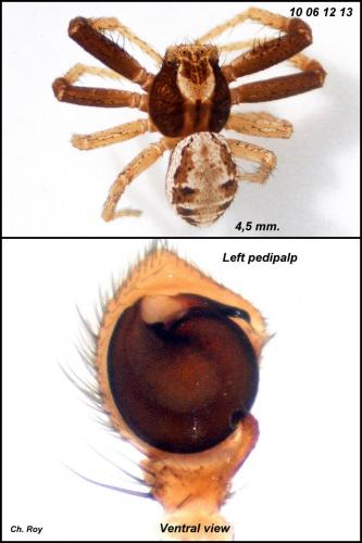 Psammitis ninnii