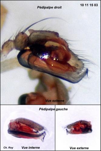 Réf. 64 812 : Diplostyla concolor