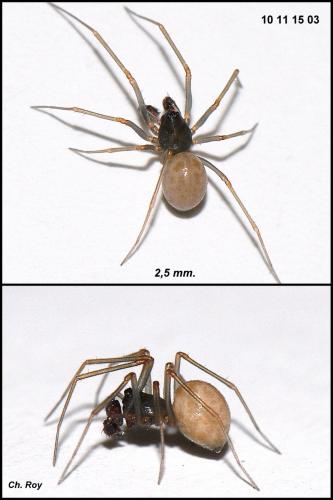 Réf. 64 811 : Diplostyla concolor