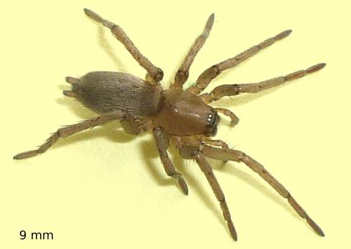Réf. 64 002 : Drassodes sp.