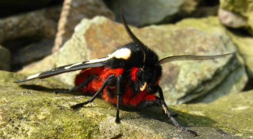 Réf. 64 385 : Arctia villica