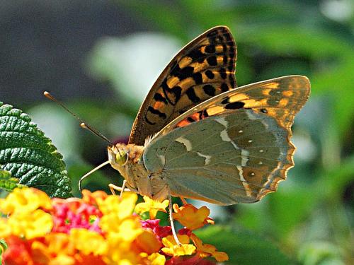 Argynnis pandora
