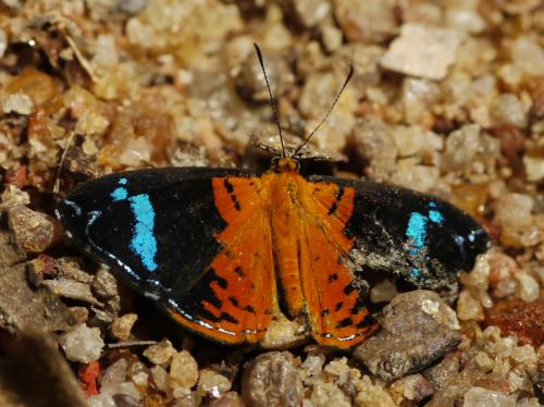 Réf. 64 534 : Argyrogrammana praestigiosa