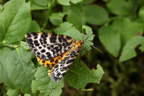 Réf. 64 278 : Arichanna melanaria
