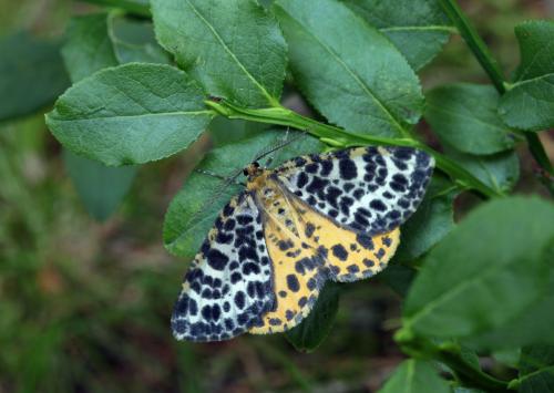 Arichanna melanaria