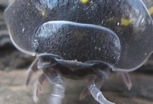 Armadillidium vulgare