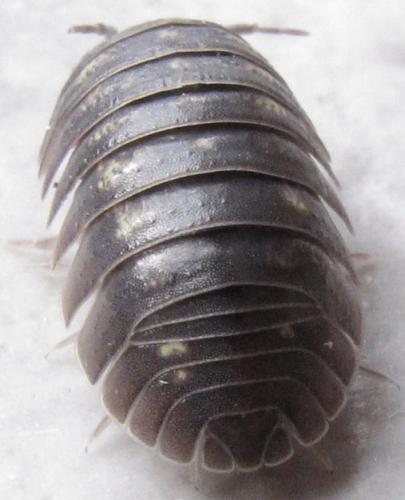 Armadillidium sp.