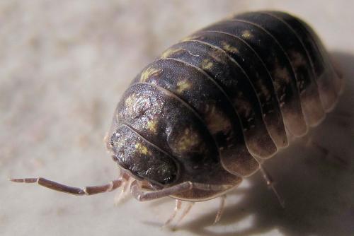Armadillidium sp.