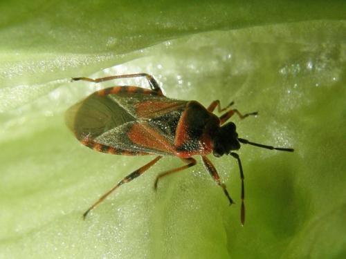 Arocatus melanocephalus