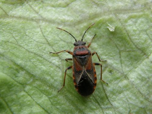Réf. 64 317 : Arocatus melanocephalus