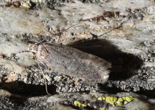 Aroga aristotelis
