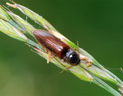 Athous subfuscus