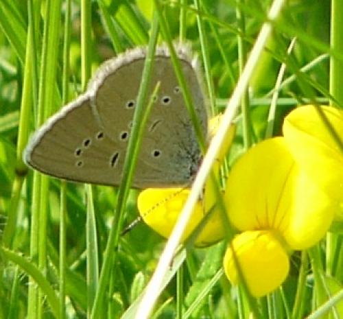 Cyaniris semiargus