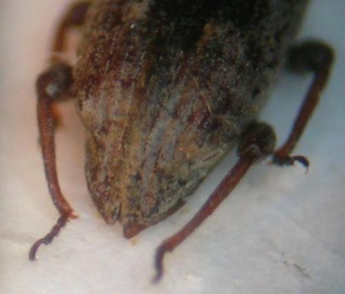 Réf. 64 071 : Bagous frit