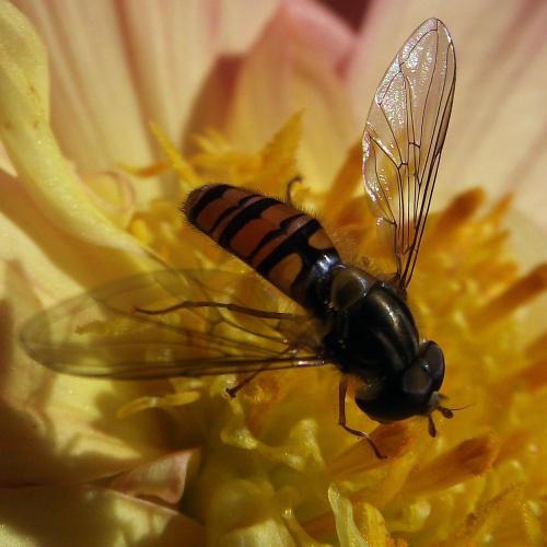 Episyrphus balteatus