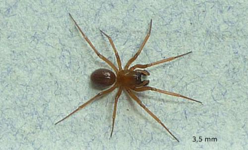 Réf. 64 262 : Macrargus rufus