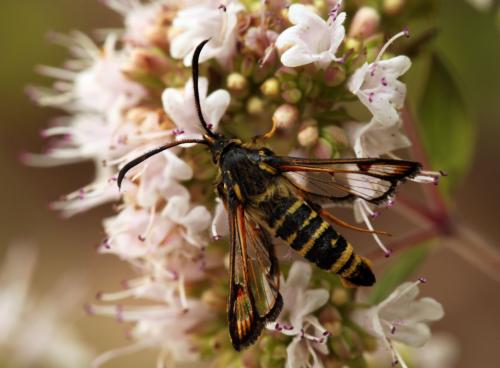 Bembecia albanensis