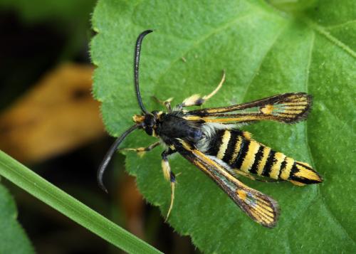 Bembecia uroceriformis