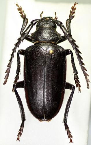 Prionus besikanus