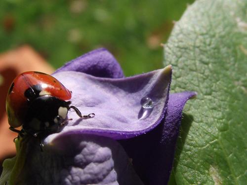 Coccinella septempunctata