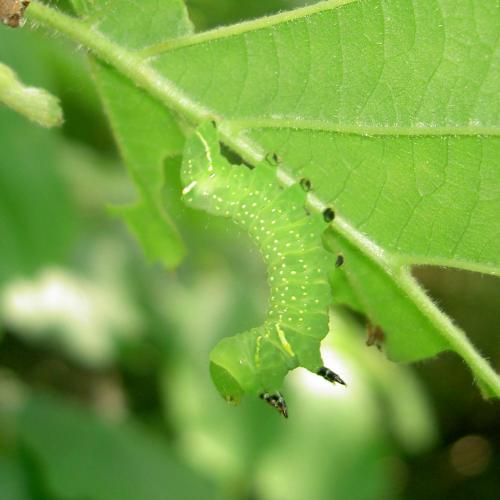 Brachionycha nubeculosa