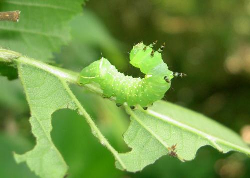 Brachionycha nubeculosa