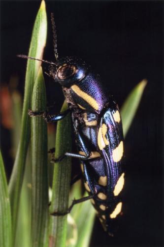 Réf. 64 890 : Buprestis octoguttata