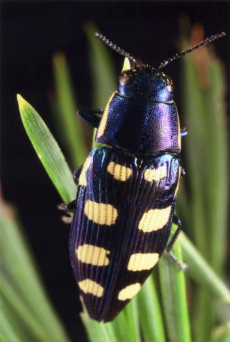 Réf. 64 858 : Buprestis octoguttata