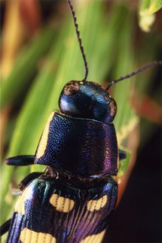 Réf. 64 891 : Buprestis octoguttata