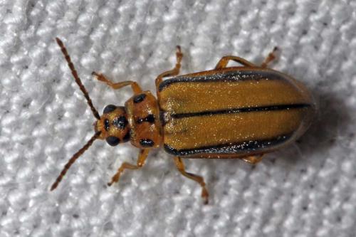Réf. 64 098 : Xanthogaleruca luteola