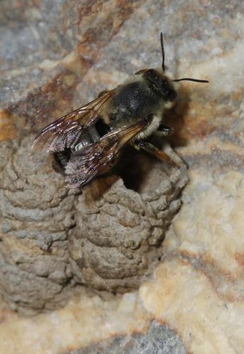 Réf. 64 474 : Megachile sp.