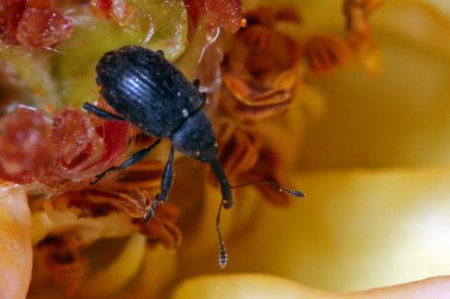 Anthonomus rubi