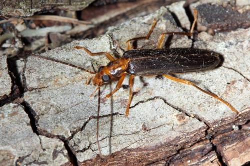 Nacerdes carniolica