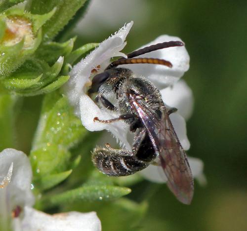 Réf. 64 683 : Lasioglossum sp.