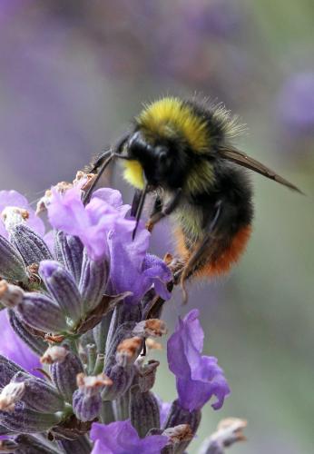 Bombus lapidarius