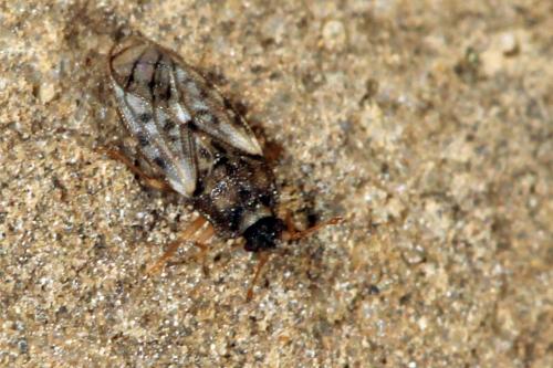 Réf. 64 025 : Piesma maculatum