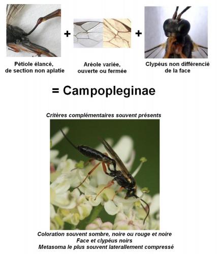 Réf. 64 952 : Campopleginae inconnu