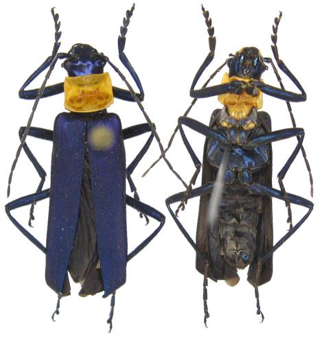 Themus sp.
