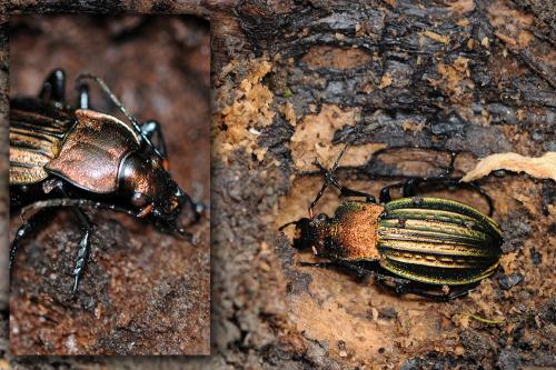 Réf. 64 341 : Carabus cancellatus carinatus
