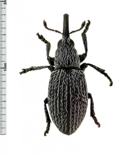 Réf. 64 419 : Catapion seriatosetosulum