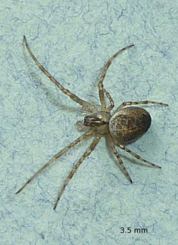 Metellina sp.