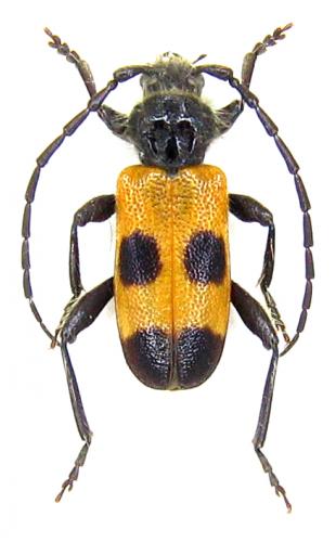Réf. 64 243 : Semanotus russicus