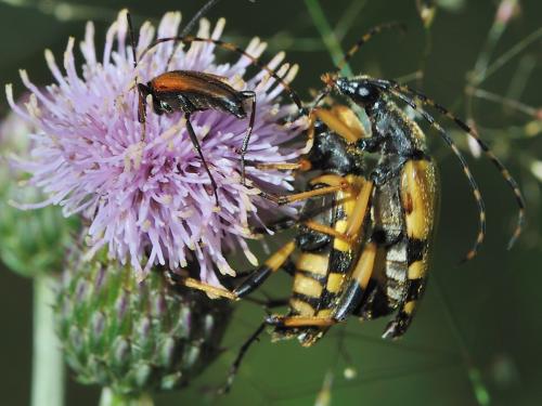 Rutpela maculata