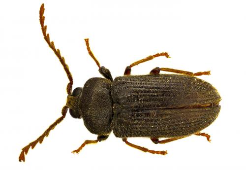 Réf. 64 803 : Phytocerum cayennense