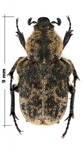 Réf. 64 156 : Pilinurgus hirtus