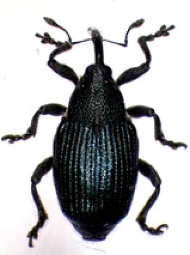 Ceutorhynchus pandellei
