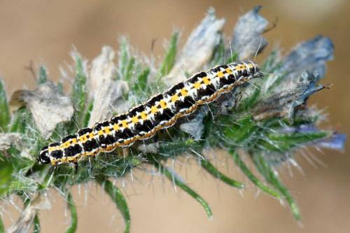Réf. 64 646 : Ethmia bipunctella