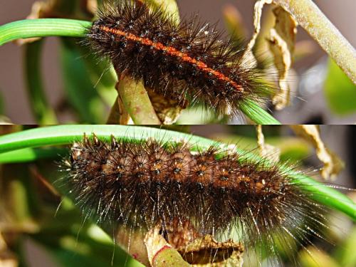 Spilosoma lubricipeda