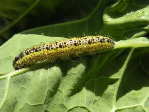 Pieris brassicae